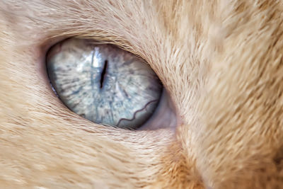 Close-up of a cat