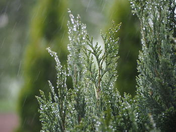 Close-up of wet plant during rain