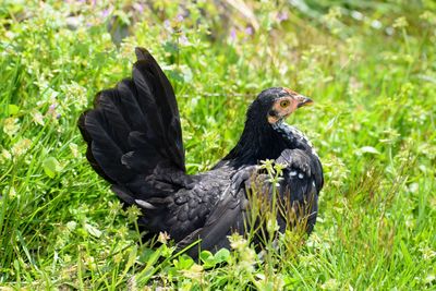 Black bird on a field