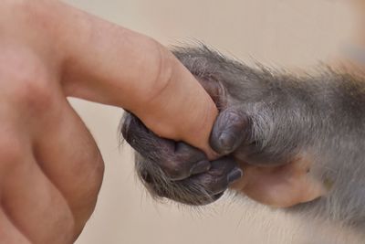 Cropped hand of mammal holding woman finger