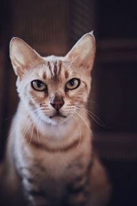 Close-up portrait of a cat