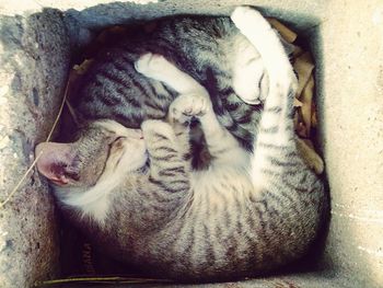 Cat sleeping on rug