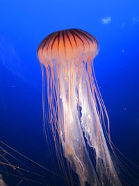 Close-up of jellyfish swimming in sea