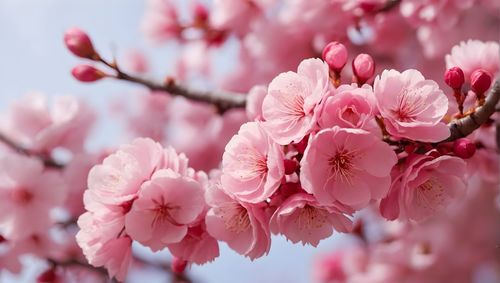 Close-up of pink cherry blossom