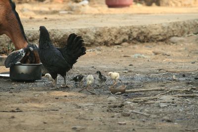 Chickens by goat on field