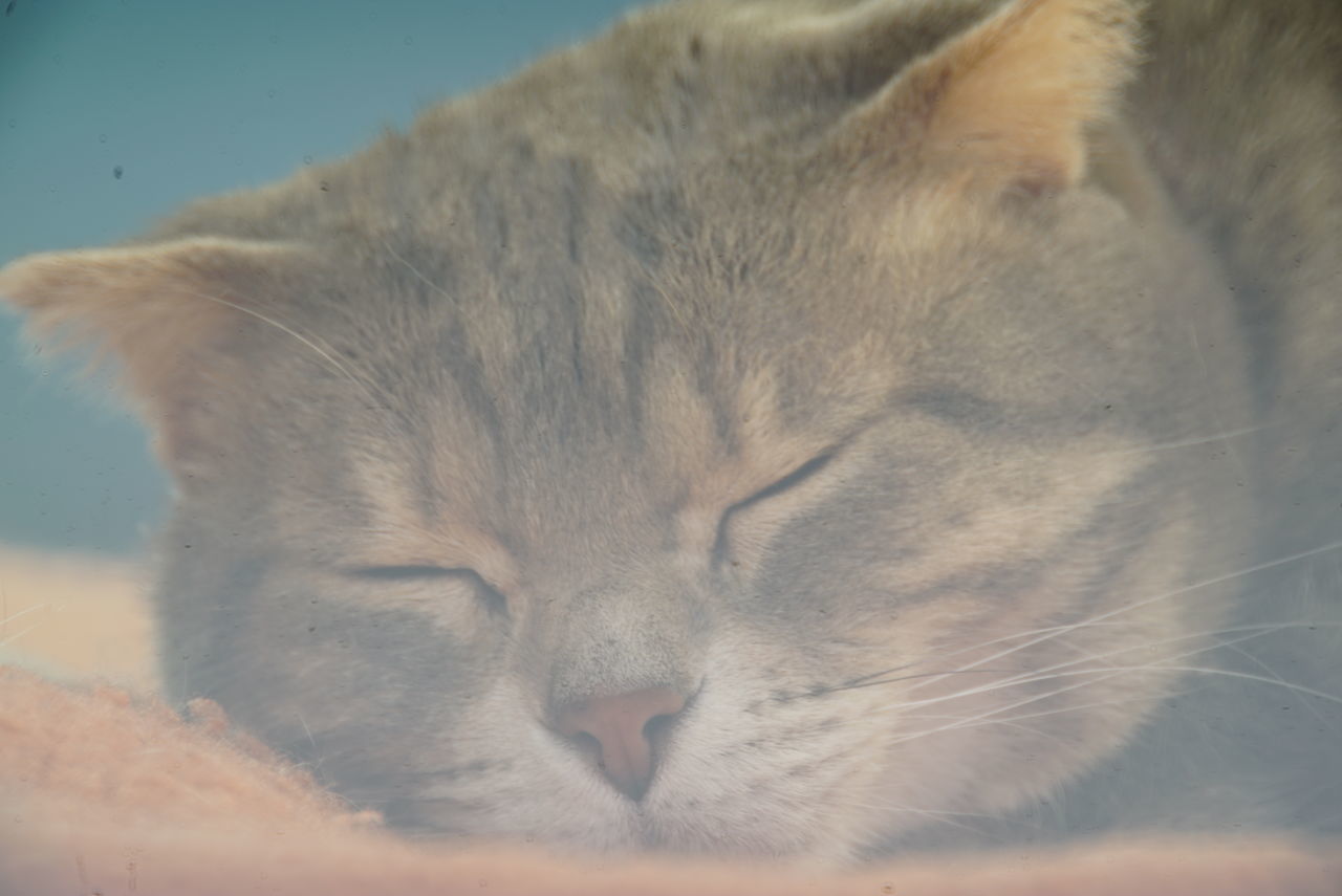 mammal, animal themes, animal, one animal, pets, domestic, domestic animals, cat, eyes closed, feline, vertebrate, domestic cat, relaxation, sleeping, close-up, whisker, no people, resting, animal body part, animal head, napping, animal nose, snout