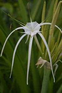 Close-up of white flower