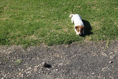 High angle view of dog on field