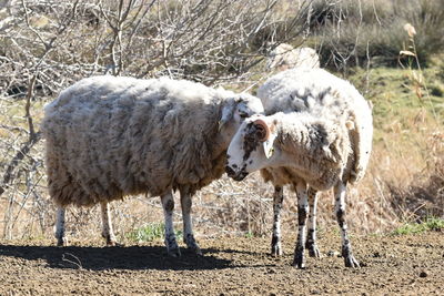 Sheep standing in a field