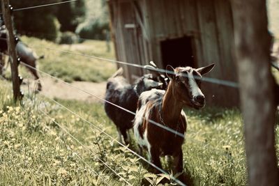 Goats on field