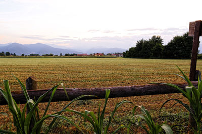 Scenic view of agricultural field against sky