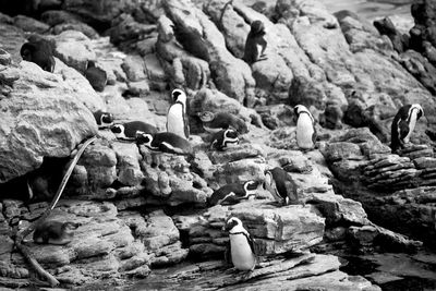 High angle view of penguin on rocks at sea shore