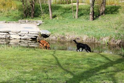 Dogs on field