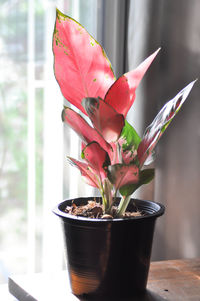 Close-up of potted plant on table