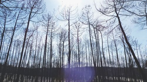 Low angle view of bare trees in forest