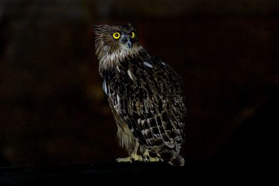Close-up portrait of owl perching