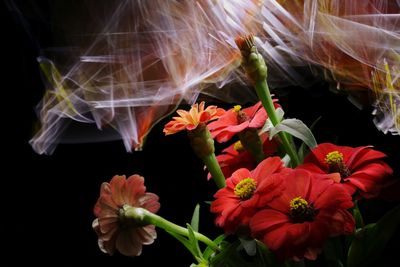 High angle view of red flowering plants