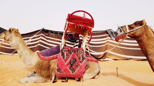 View of an animal on desert against sky