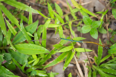 High angle view of plant growing on field