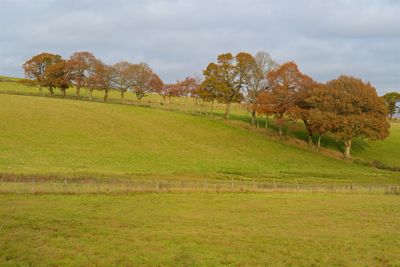 Scenic view of trees on field against sky