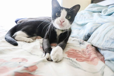 Cat relaxing on bed