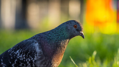 Close-up of pigeon perching