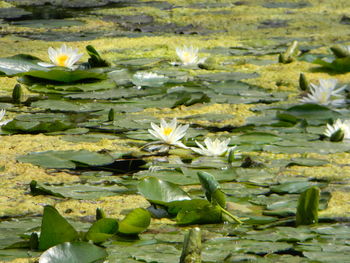 Close-up of lotus water lily in pond