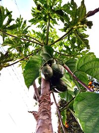 Low angle view of fruits on tree against sky