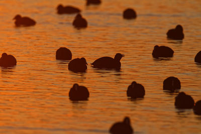 Silhouette of coots swimming on lake in sunset