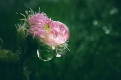 Close-up of wet pink flower