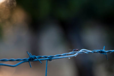 Close-up of barbed wire fence