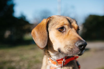 Close-up of dog looking away