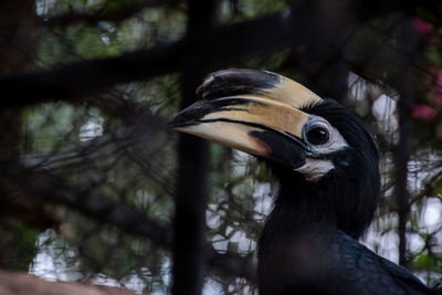 Hornbill bird