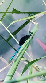 Close-up of bird perching on plant