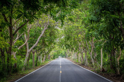 Road amidst trees in forest