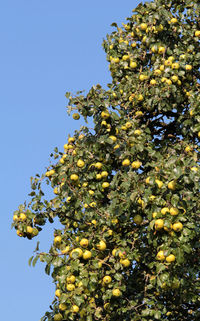 Low angle view of tree against clear blue sky