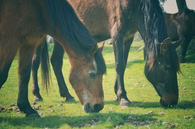 Horses grazing in a field