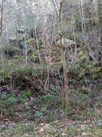 View of bare trees in forest