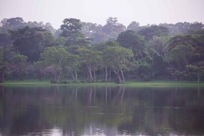 Reflection of trees in lake