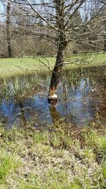 Reflection of trees in lake