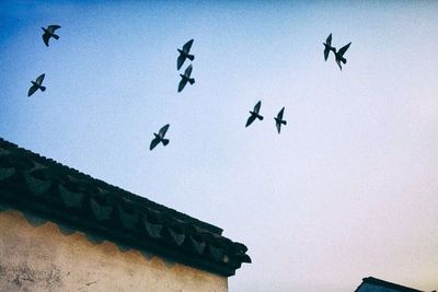 Low angle view of birds flying against blue sky