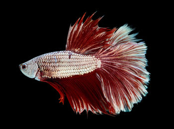 Close-up of fish underwater