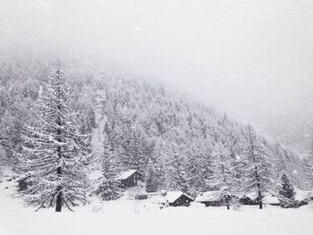 Trees in foggy weather