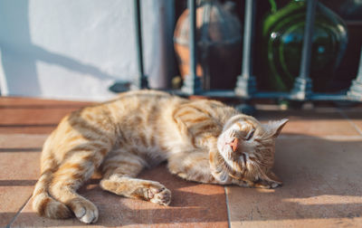 Cat sleeping on floor