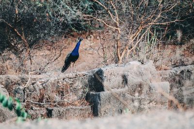 Bird on tree by water