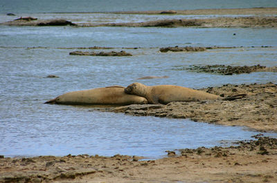 Close-up of see lions lying on sand, patagonia argentina 