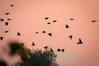 Flock of birds flying in sky