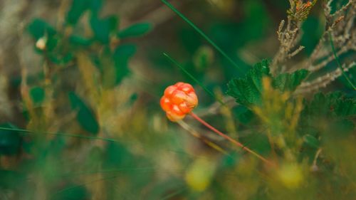 Close-up of red berries on plant in field