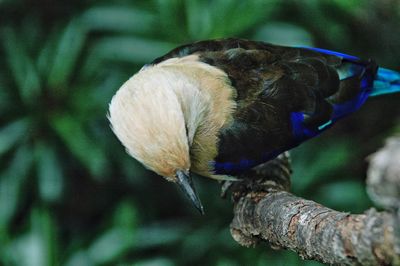 Close-up of plant against blurred background