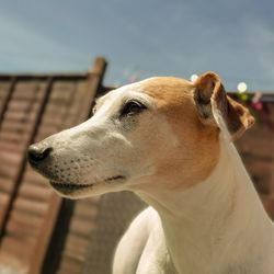 Close-up of a dog looking away